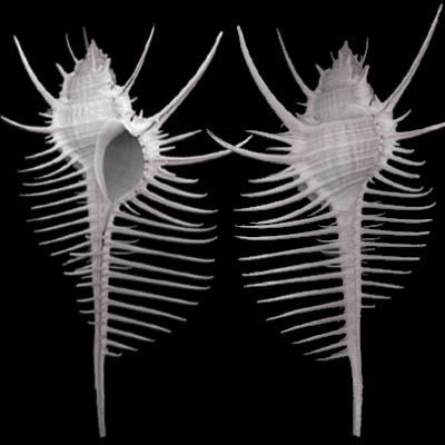 murex_pecten.jpg