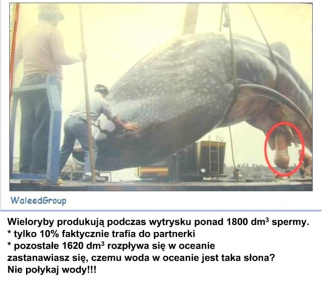 wielorybek.JPG
